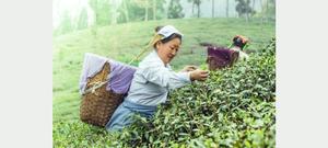 Know Your Cup Of Darjeeling Tea: Origin, Benefits & Types