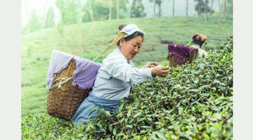 Know Your Cup Of Darjeeling Tea: Origin, Benefits & Types