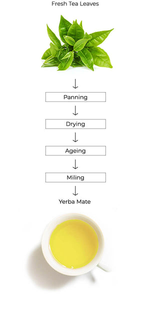 yerba mate tea