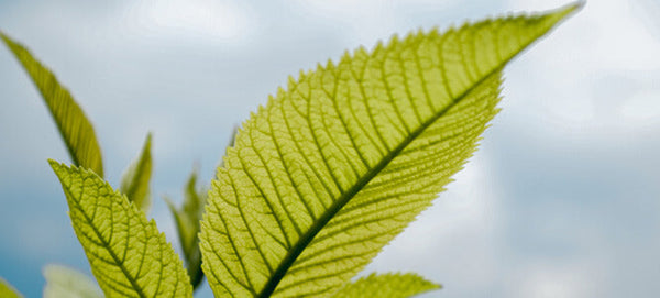 Glow With Green Tea: 5 Skin Health Benefits