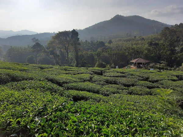 What is First Flush Darjeeling Tea
