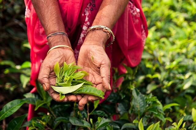 Biodynamic Tea Farm Makaibari Tea Estate: Darjeeling’s Biodynamic Jewel – Tea Culture of ...
