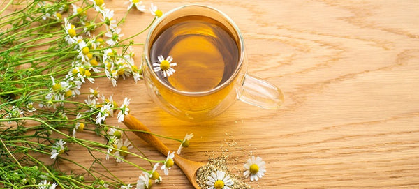 Why is Chamomile Tea the best for Weight Loss?