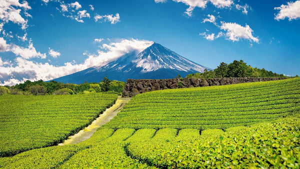 Where does Matcha tea come from?