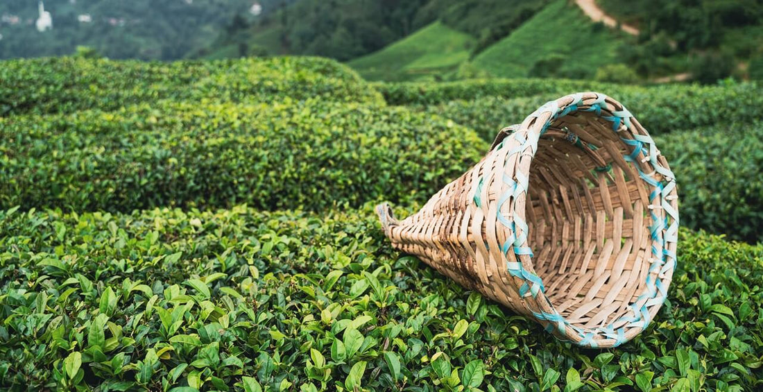 darjeeling tea estates