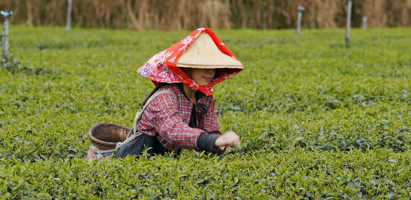 tea garden - best tea 