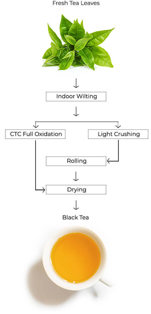 black tea process