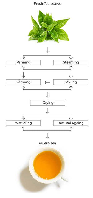 puerh tea process