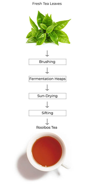 rooibos tea process